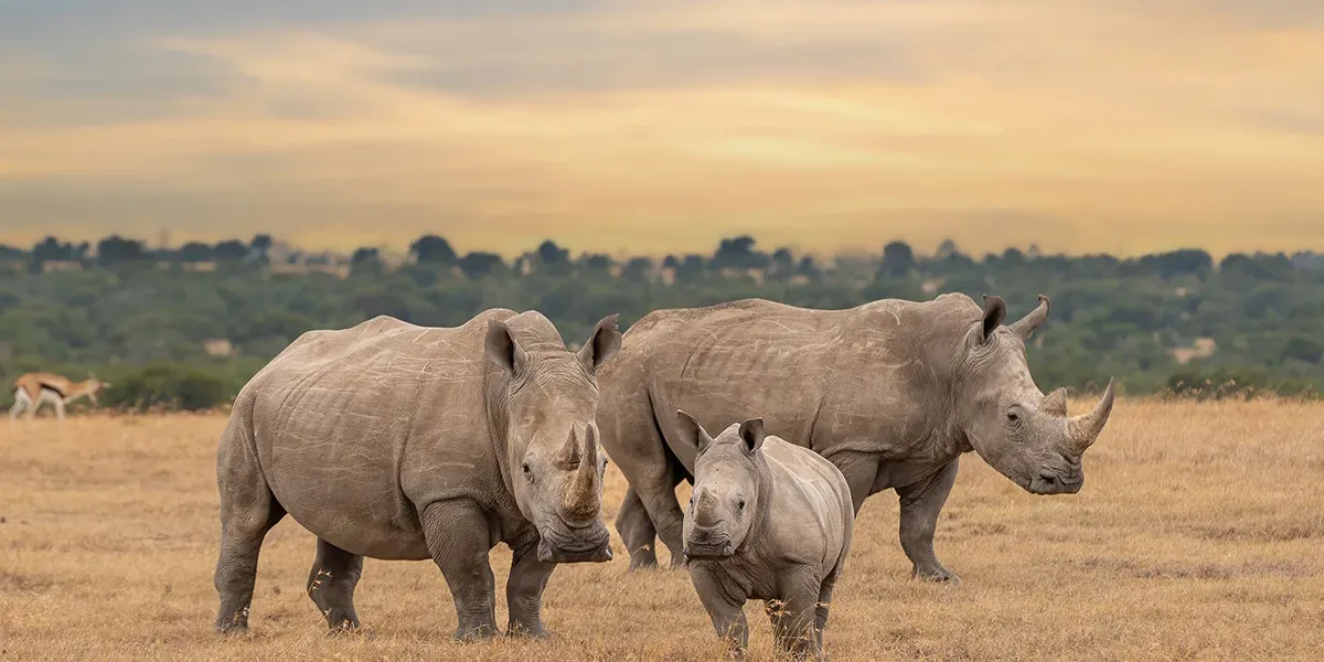 Ol-Pejeta-Conservancy-Rhino