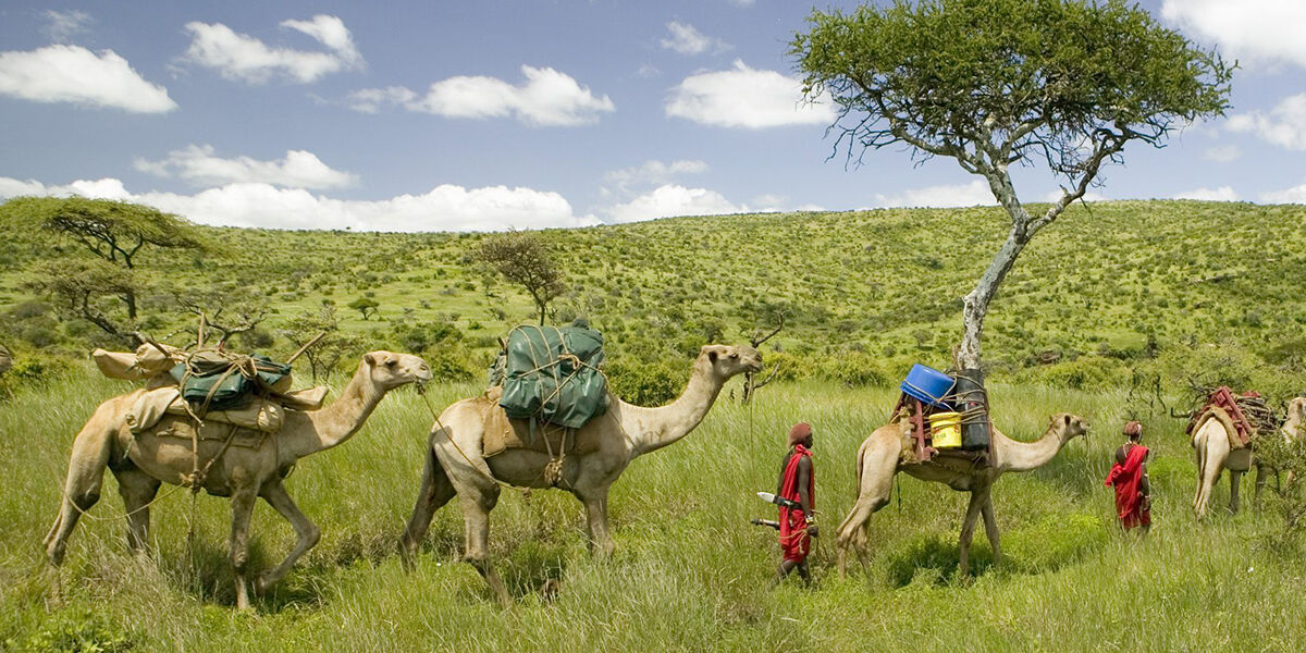pageblocks-camel-safari