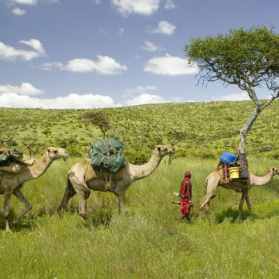 pageblocks-camel-safari