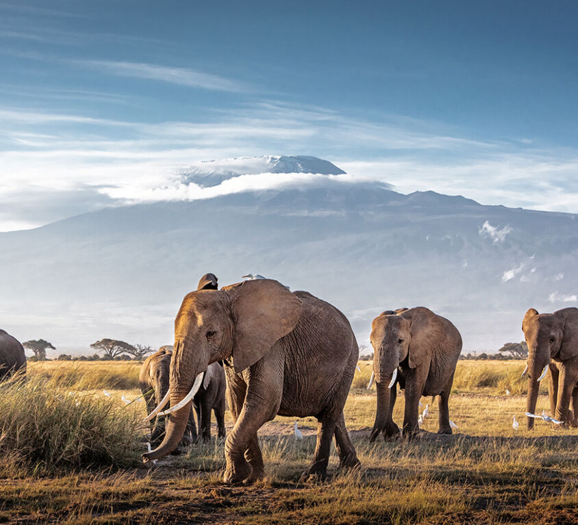 pageblocks-amboseli