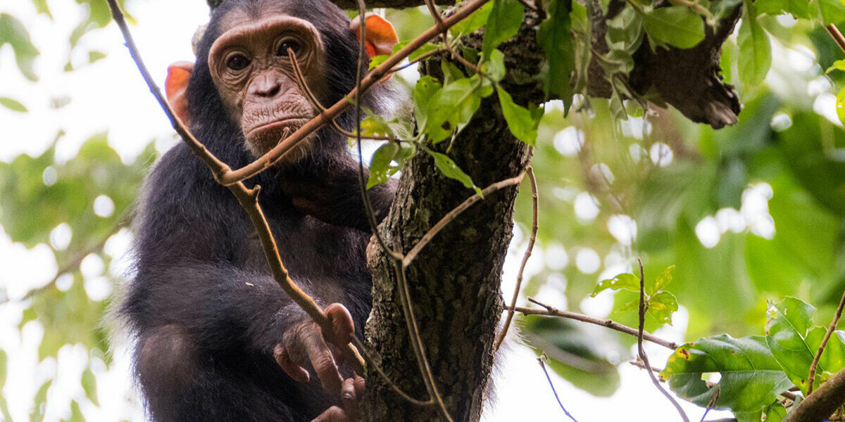 post-featured-image-chimp-tracking