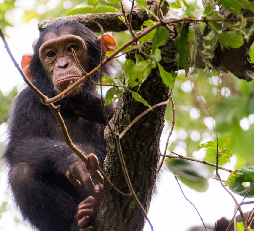 post-featured-image-chimp-tracking