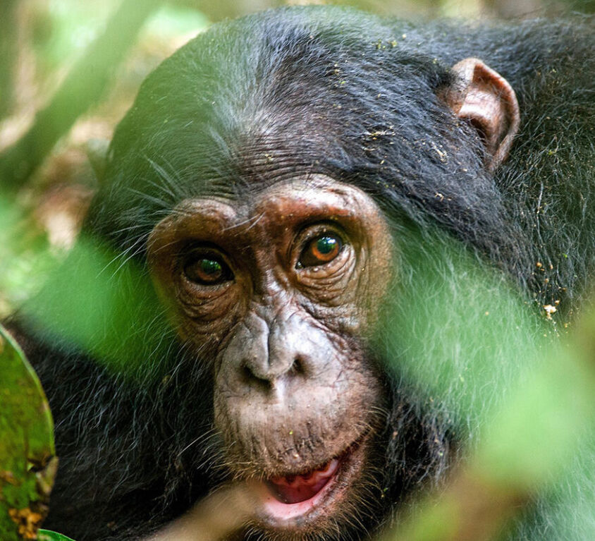 post-featured-image-chimptracking-uganda