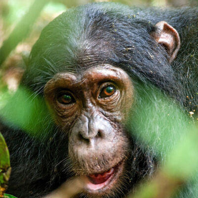 post-featured-image-chimptracking-uganda