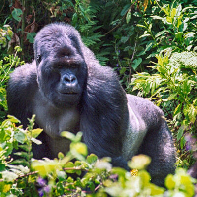 post-featured-image-gorilla-rwanda