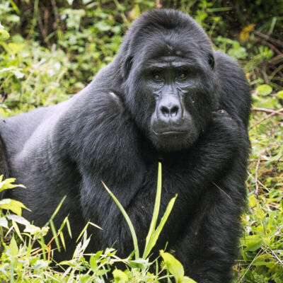 post-featured-image-gorilla-tracking