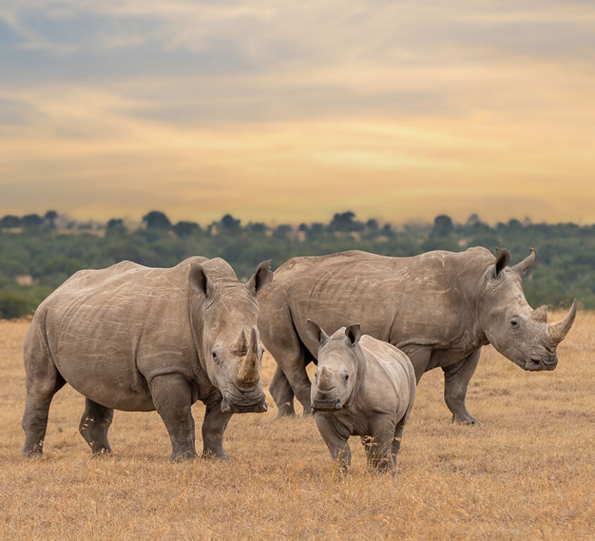 Ol-Pejeta-Conservancy-Rhino