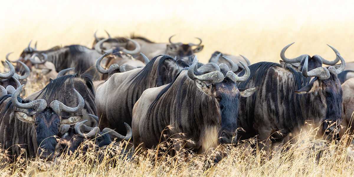 masai-mara-wildebeest
