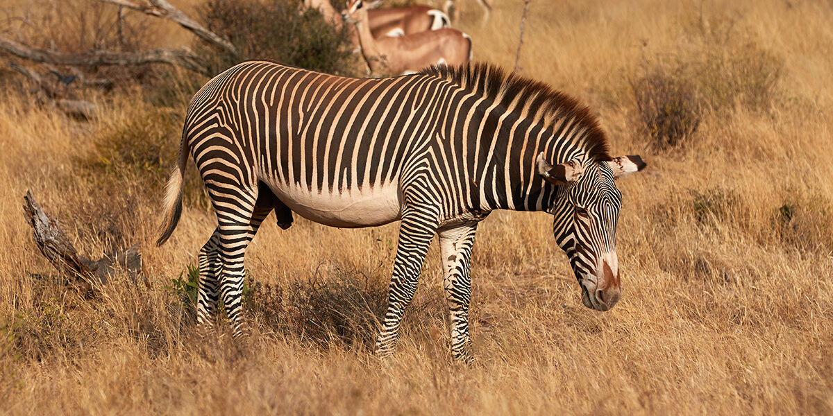 samburu-national-park-kenya-grevys-zebra