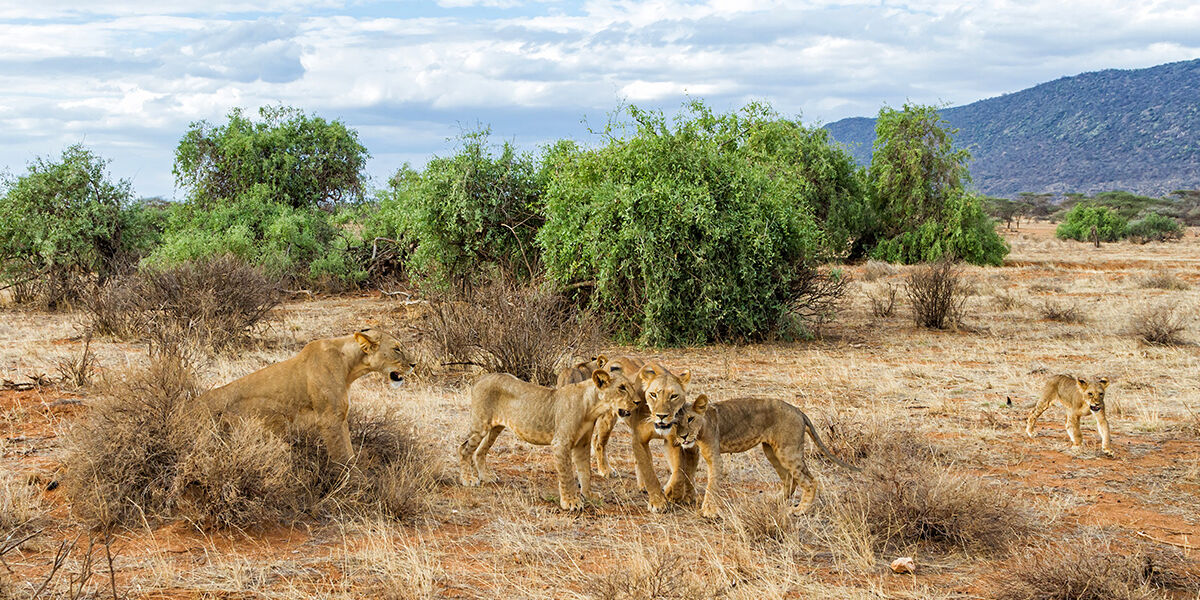 samburu-national-park-kenya-lions