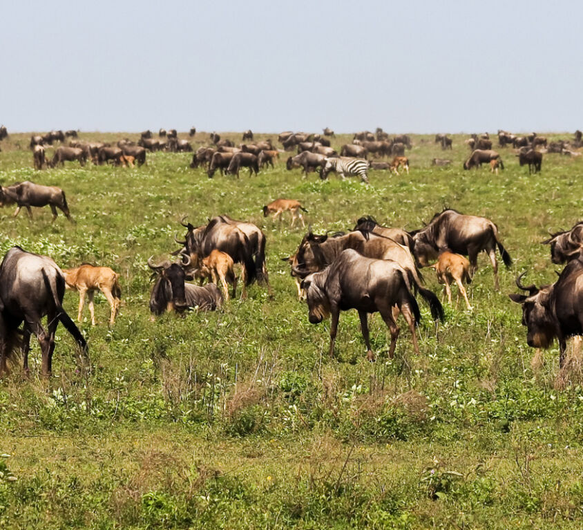 serengeti-calfs