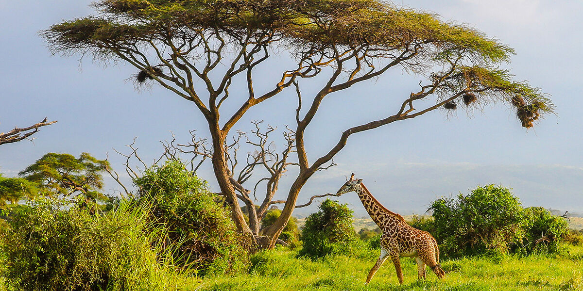 Amboseli_giraf_kenya