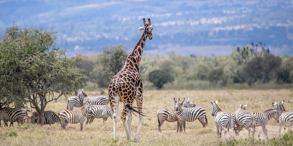 Lake-Nakuru-NP-Giraf-Kenya