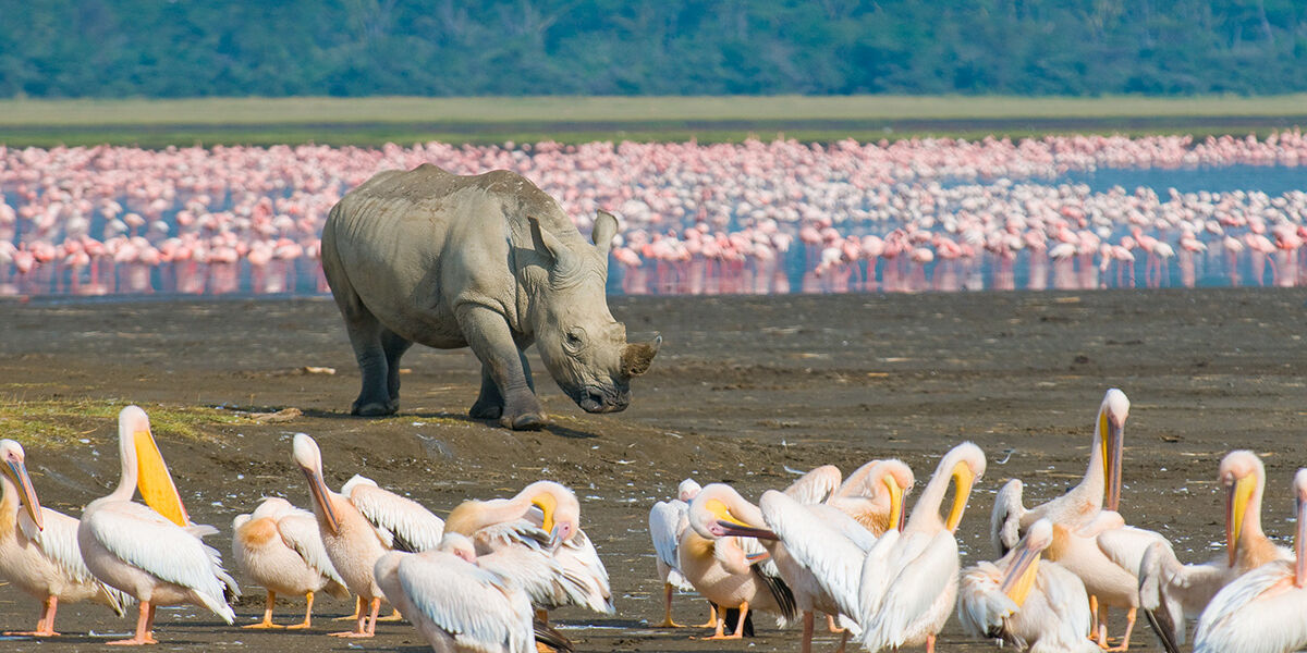 Lake-Nakuru-NP-Rhino-Kenya
