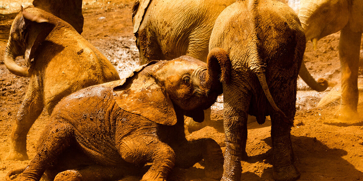 Nairobi-Elephant-Kenya