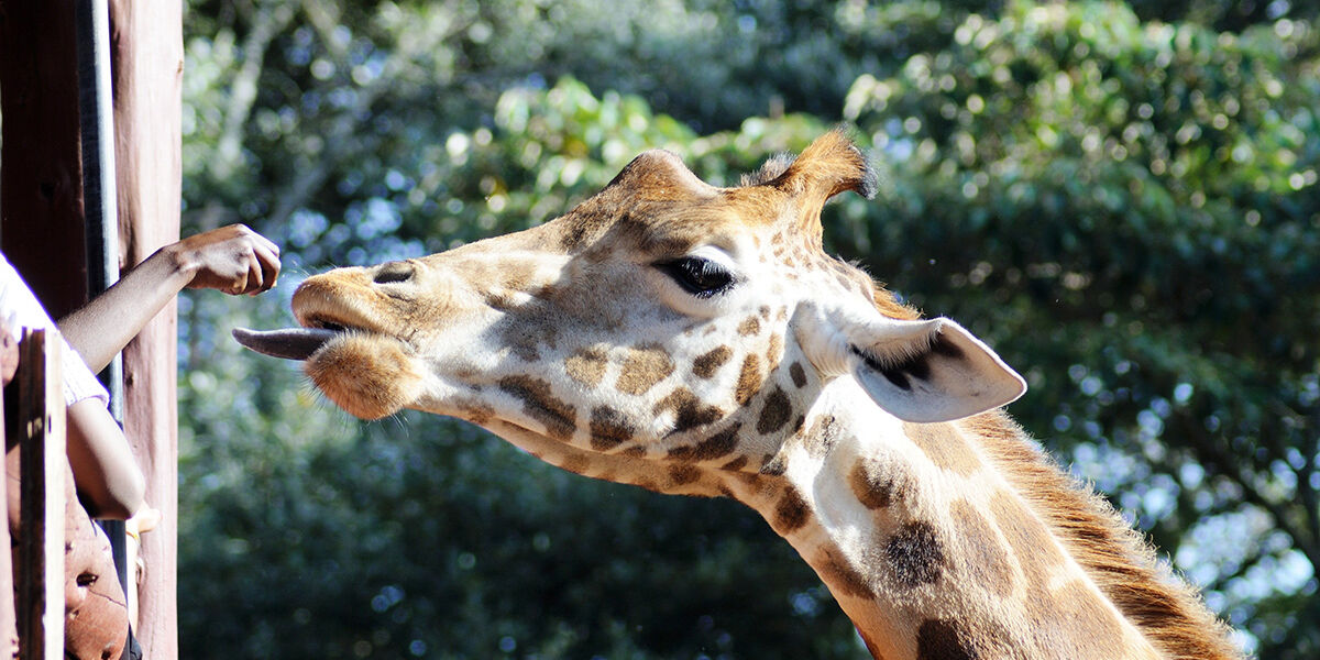 Nairobi-Giraffe-Kenya