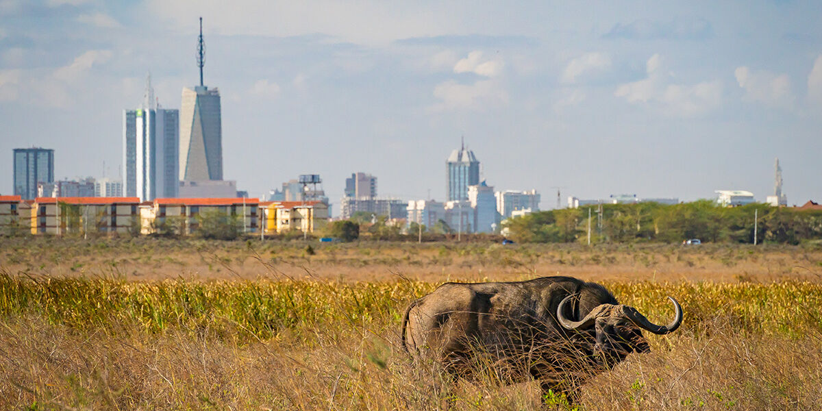 Nairobi-NPbuffalo-Kenya