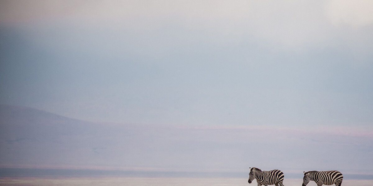 Ngorongoro_Zebra_tanzania