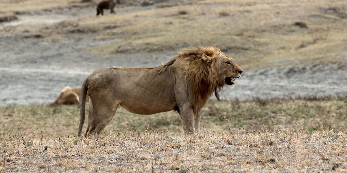 Ngorongoro_lion_tanzania