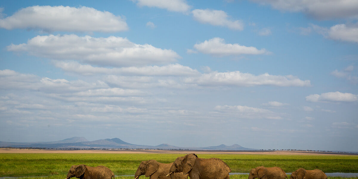 Nyerere_Groupelephant_Tanzania