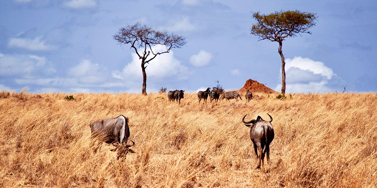 Serengeti_gnoe_tanzania