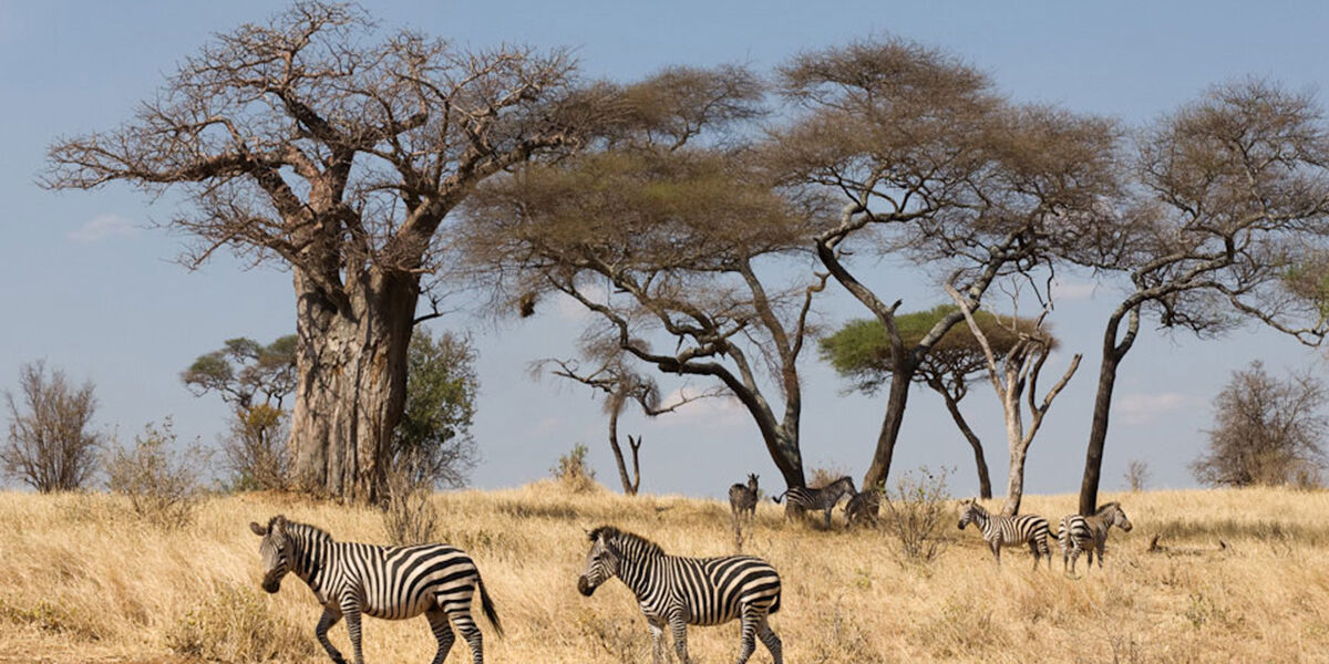 Tarangire_zebra_Tanzania