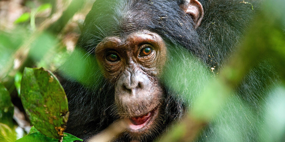Kibale_chimp2_uganda