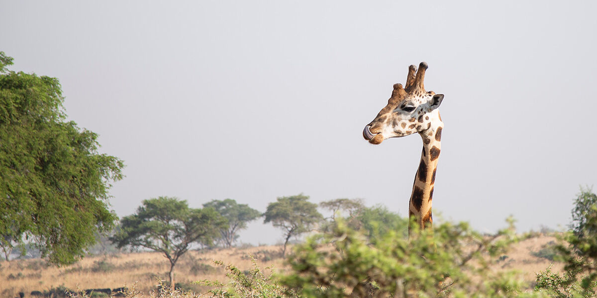 Murchison_Giraf_Uganda