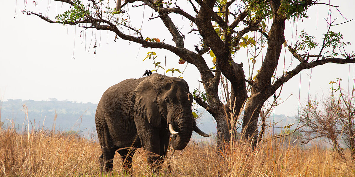 Murchison_elephant_Uganda