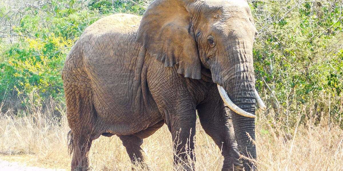 agakera_Elephant_Rwanda