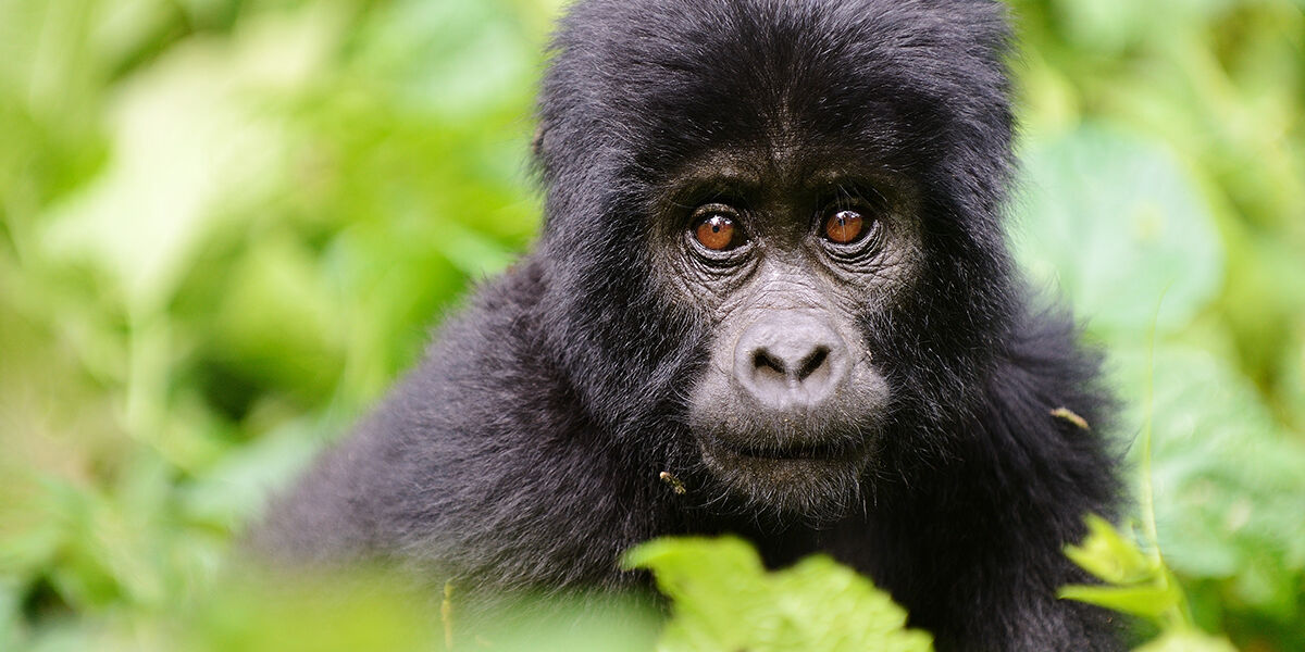 bwindi-np-baby-gorilla
